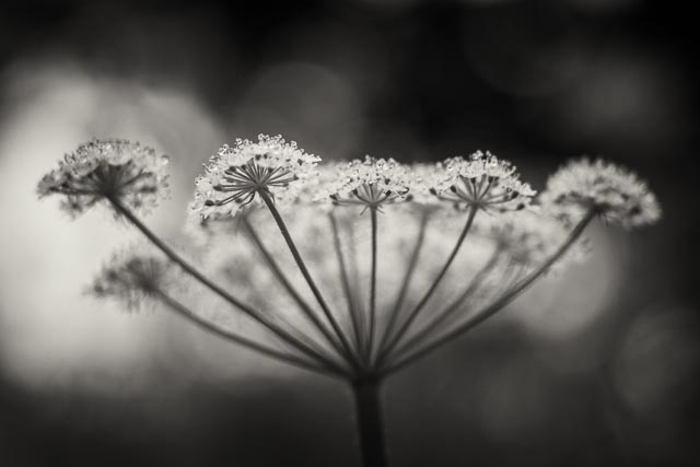 Turn a slide projector lens into a macro lens gallery - Image 3
