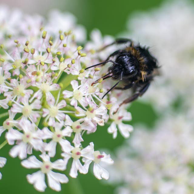 Turn a slide projector lens into a macro lens gallery - Image 7