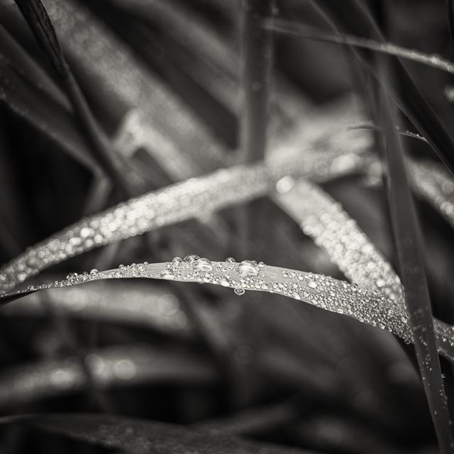Turn a slide projector lens into a macro lens gallery - Image 5