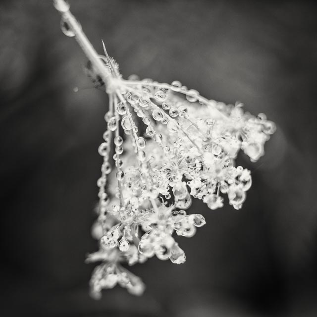 Turn a slide projector lens into a macro lens gallery - Image 6