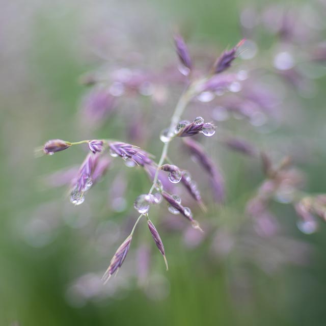 Turn a slide projector lens into a macro lens gallery - Image 8