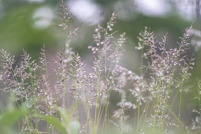 Turn a slide projector lens into a macro lens gallery - Image 10