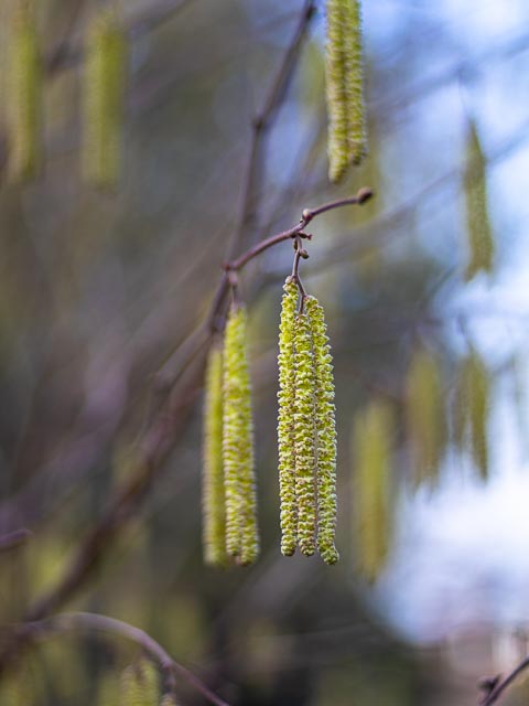 Isco-Optic V/S-Projar 90mm f/2.4 MC gallery - Image 16