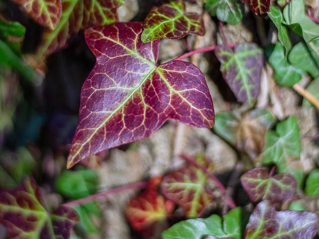 Isco-Optic V/S-Projar 90mm f/2.4 MC gallery - Image 20