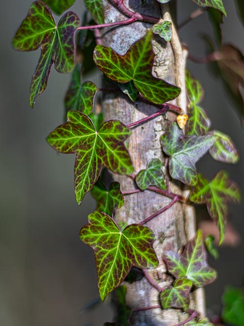 Isco-Optic V/S-Projar 90mm f/2.4 MC gallery - Image 19