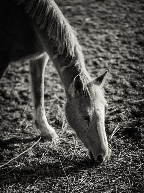 Isco-Optic V/S-Projar 90mm f/2.4 MC gallery - Image 7