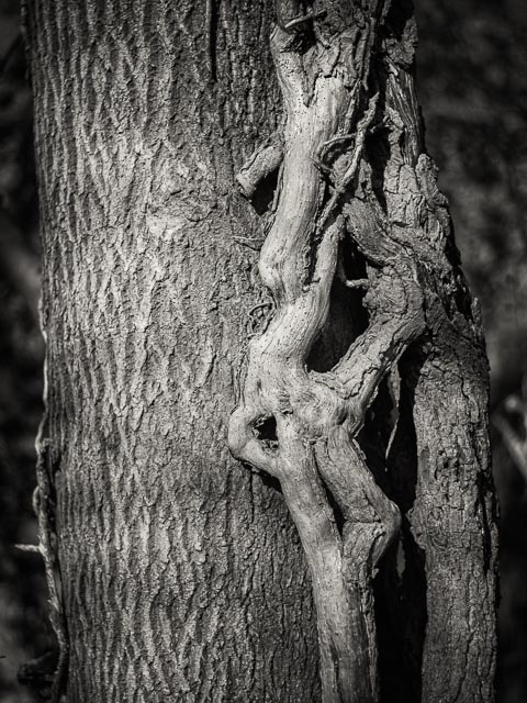 Isco-Optic V/S-Projar 90mm f/2.4 MC gallery - Image 4