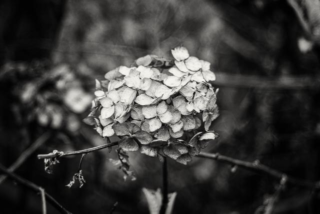 Isco Rollei-Projar 85mm f/2.8 gallery - Image 8
