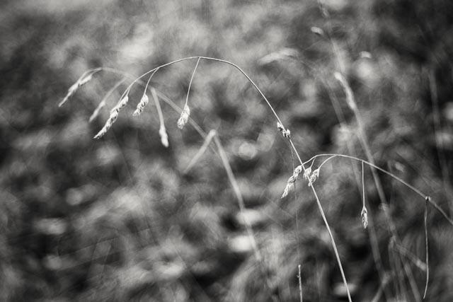 Will-Wetzlar Maginon 85mm f/2.8 gallery - Image 9