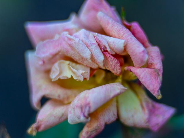 Photostream image 181