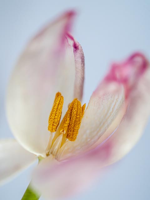 Photostream image 53