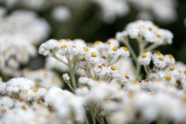 Photostream image 30