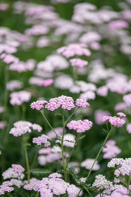 Photostream image 28