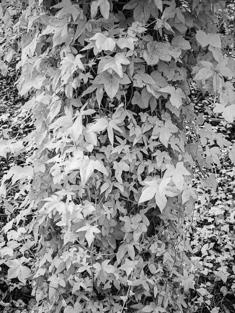 Photostream image 23