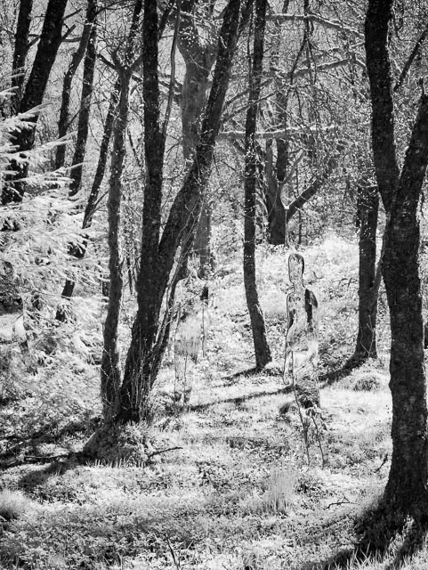 Photostream image 55