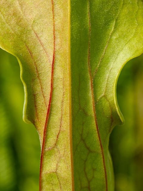 Photostream image 35