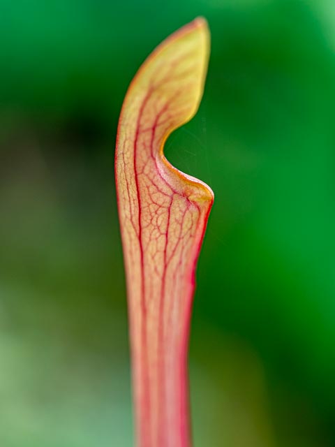 Photostream image 32