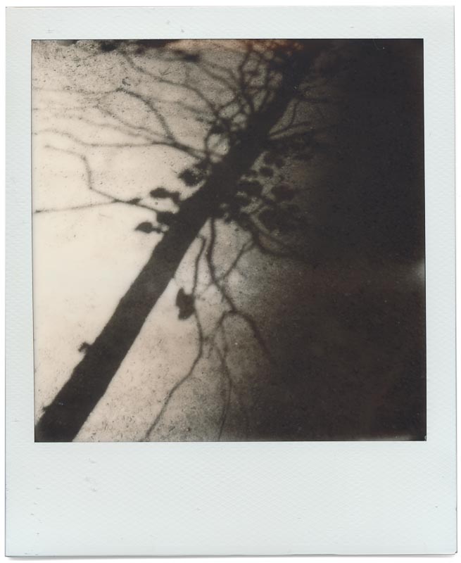 Polaroid Originals 600 B&W 1