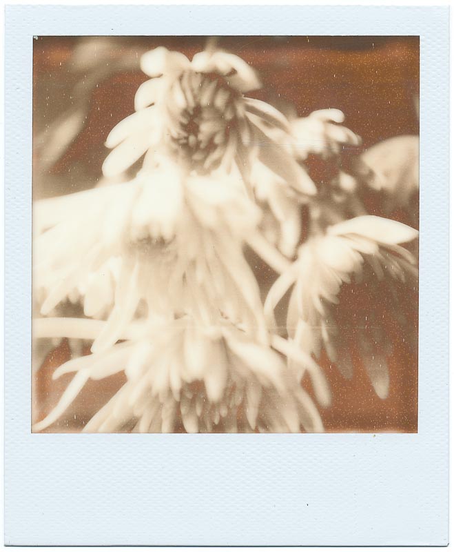 PX-70 First Flush 2