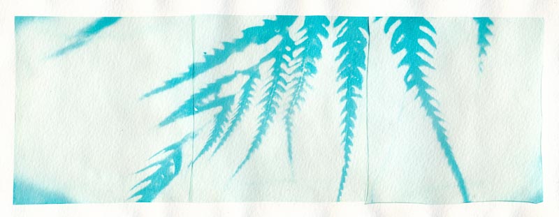 Cyanograph Emulsion Lift 6