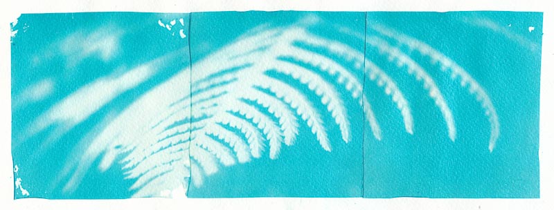 Cyanograph Emulsion Lift 2