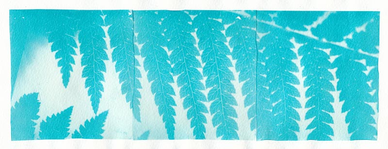 Cyanograph Emulsion Lift 5