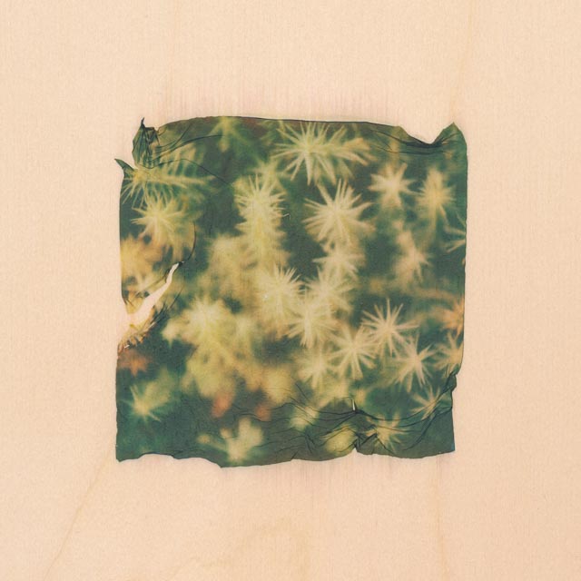 Shades of green 16