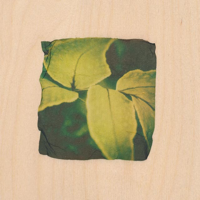 Shades of green 1