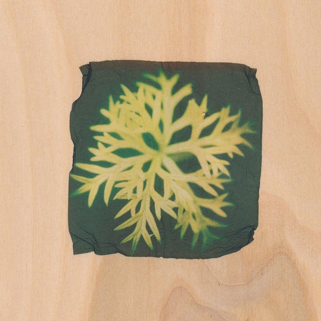 Shades of green 5