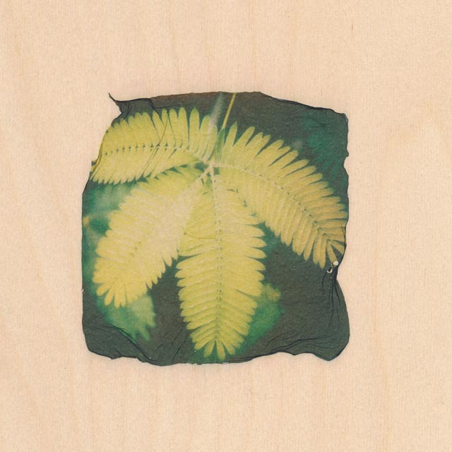 Shades of green 3