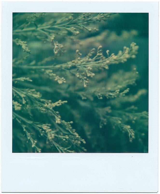 Botanics gallery - Image 1