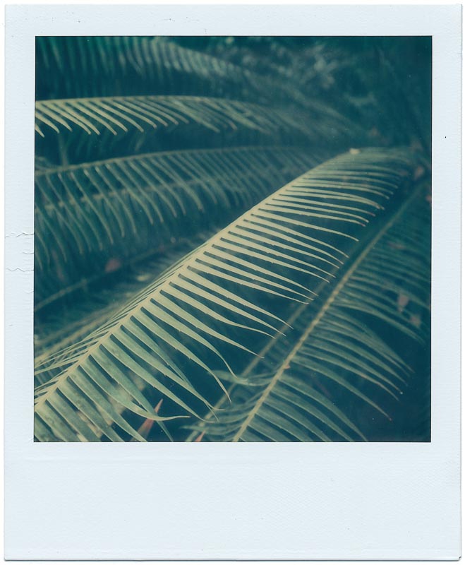 Botanics gallery - Image 5