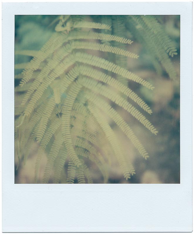 Botanics gallery - Image 6