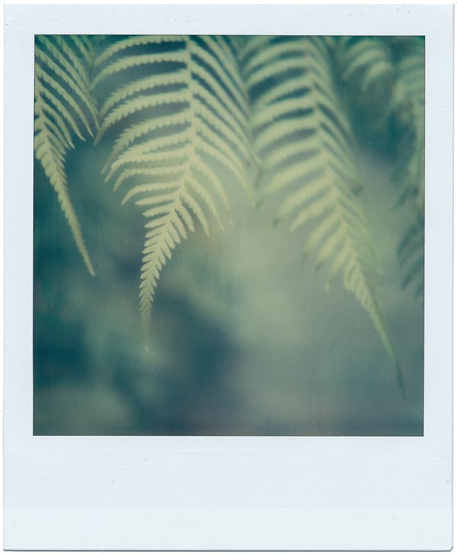 Botanics gallery - Image 7