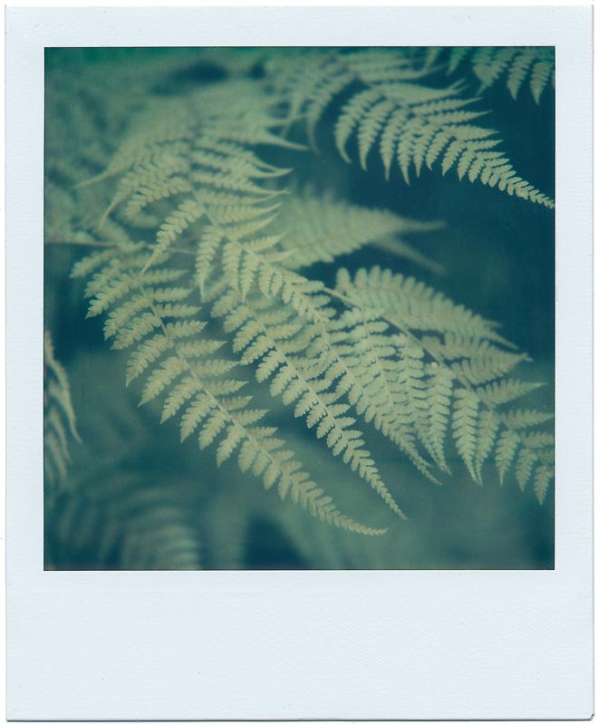 Botanics gallery - Image 8