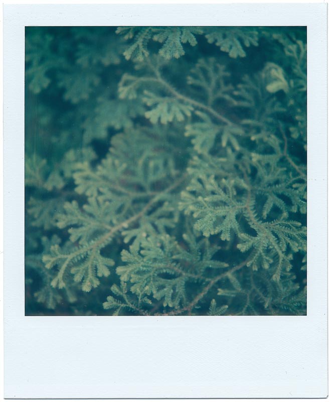 Botanics gallery - Image 9