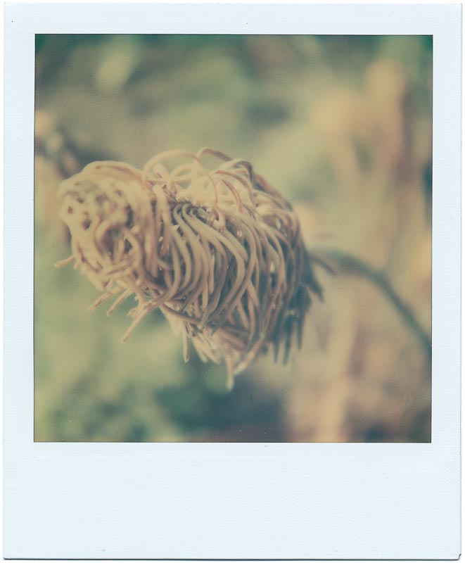 Botanics gallery - Image 13