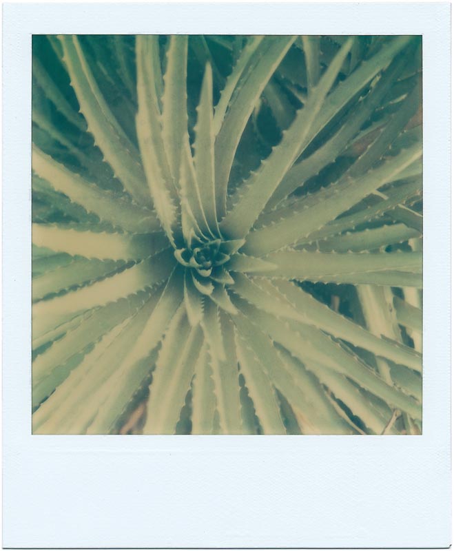 Botanics gallery - Image 14