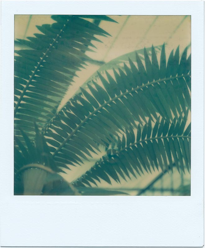 Botanics gallery - Image 16
