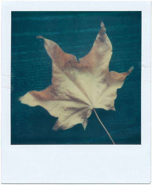 Fall gallery - Image 1