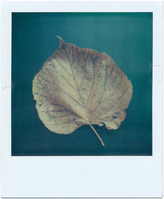 Fall gallery - Image 14