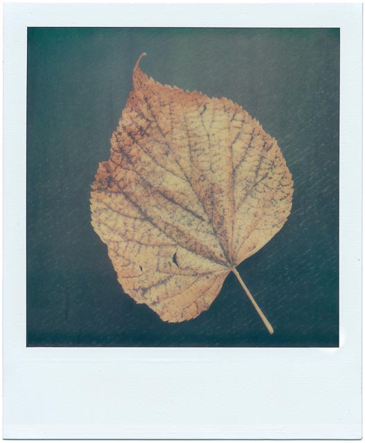 Fall gallery - Image 5