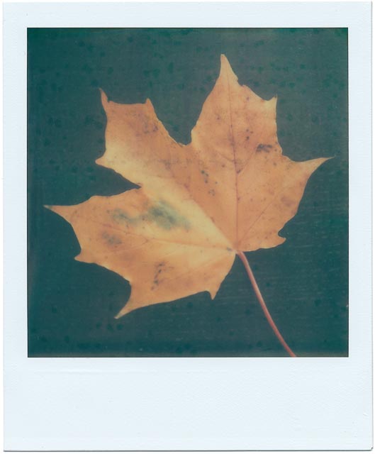 Fall gallery - Image 10