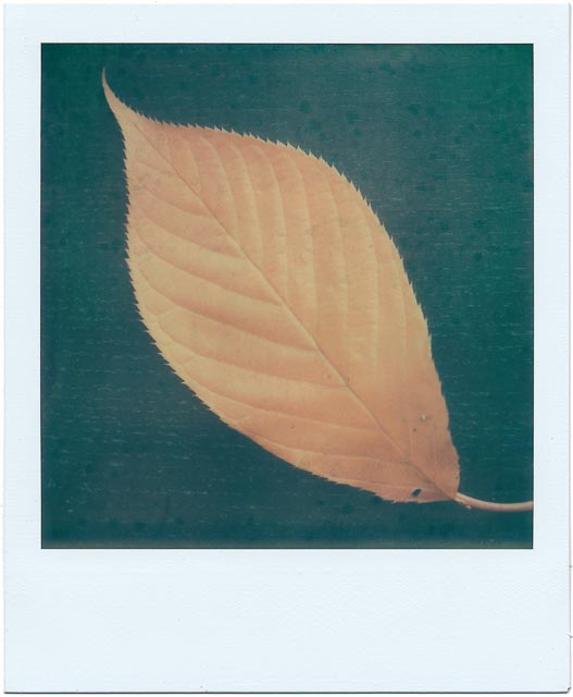 Fall gallery - Image 2