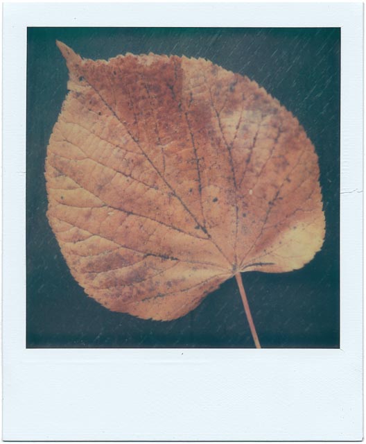 Fall gallery - Image 12