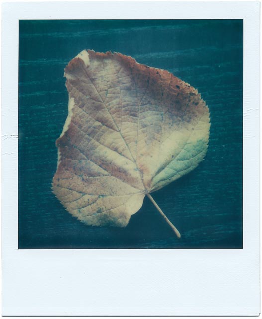 Fall gallery - Image 9