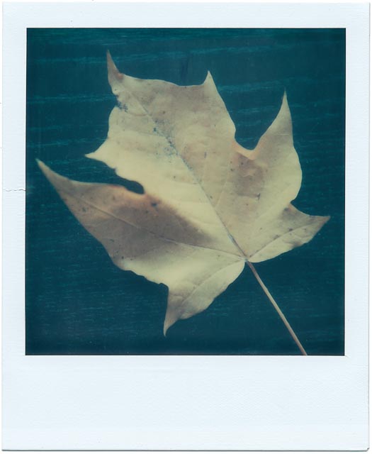 Fall gallery - Image 11