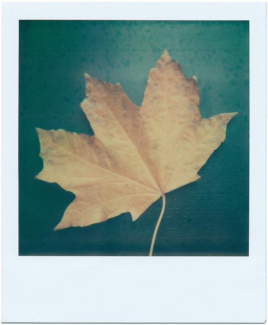 Fall gallery - Image 6