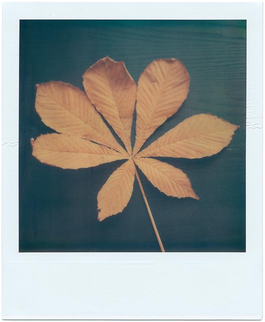 Fall gallery - Image 3