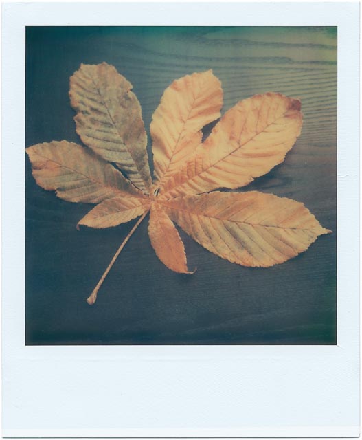 Fall gallery - Image 15